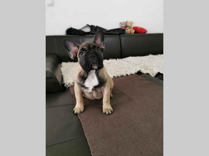 francuski bulldog ženke besplatni mali oglasi