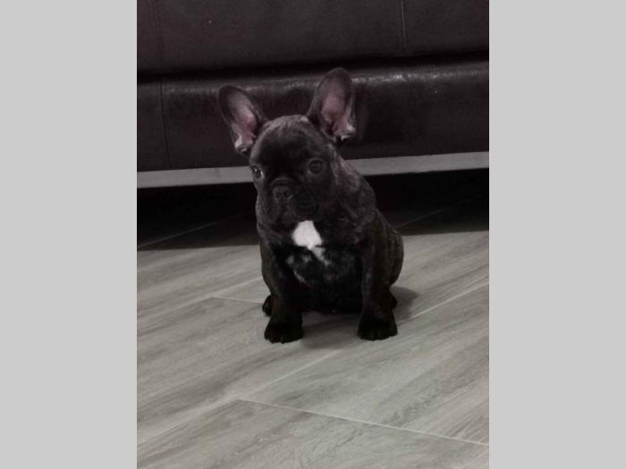 francuski bulldog ženke besplatni mali oglasi