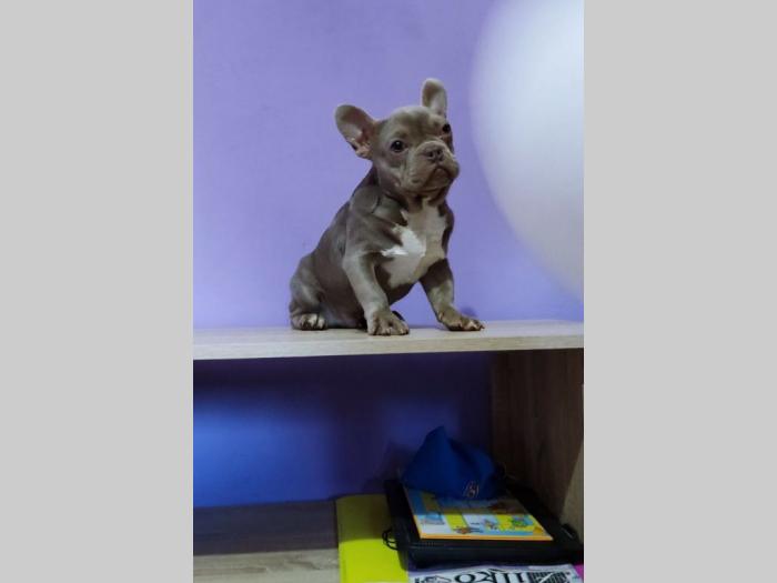 francuski buldog štenci besplatni mali oglasi