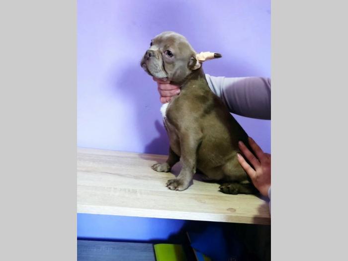 francuski buldog štenci besplatni mali oglasi