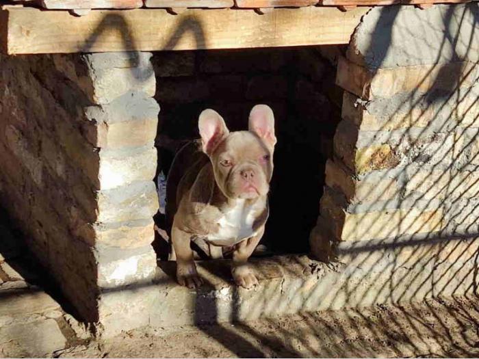 francuski buldog štenci besplatni mali oglasi