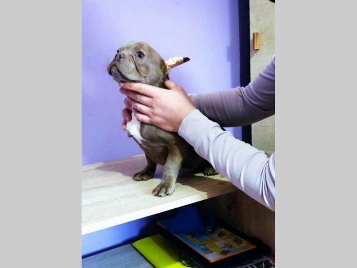 francuski buldog štenci besplatni mali oglasi