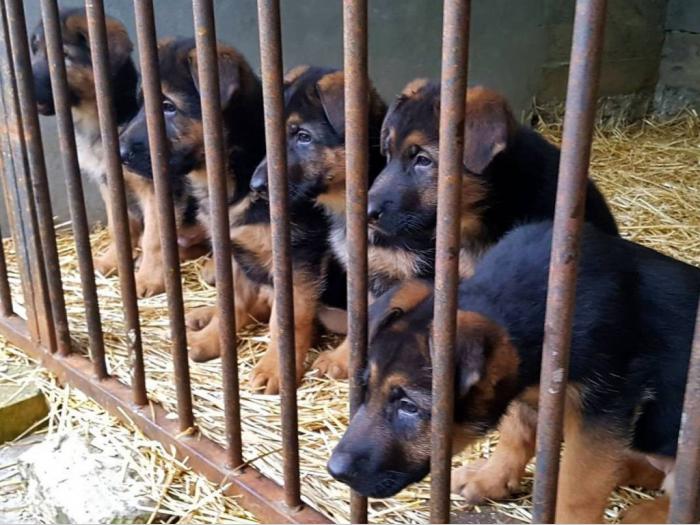 nemački ovčar novo leglo besplatni mali oglasi