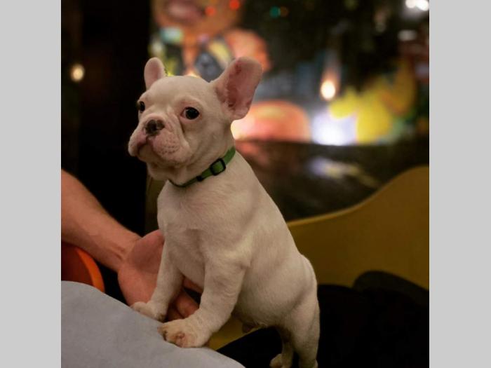 francuski buldog štenci besplatni mali oglasi