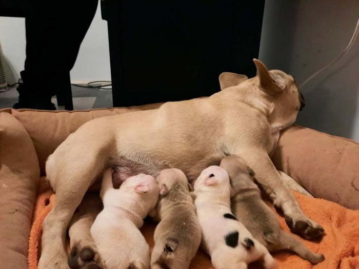 francuski buldog štenci besplatni mali oglasi