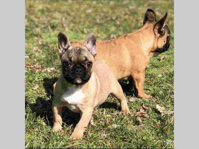 francuski buldog štenci besplatni mali oglasi