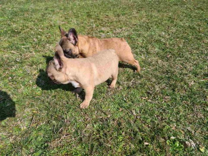 francuski buldog štenci besplatni mali oglasi