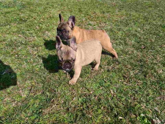 francuski buldog štenci besplatni mali oglasi