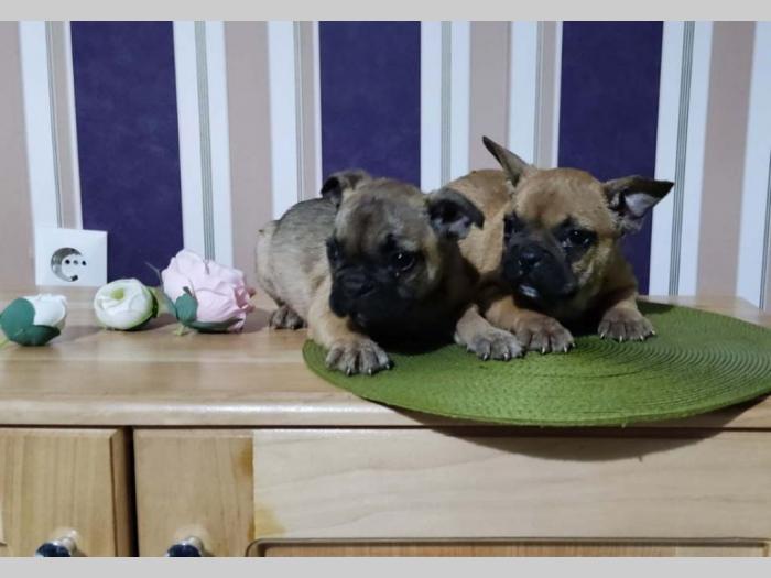francuski buldog štenci besplatni mali oglasi