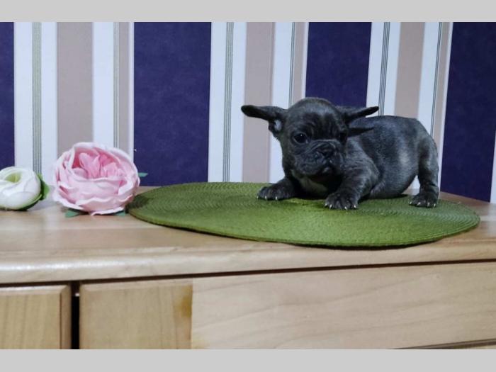 francuski buldog štenci besplatni mali oglasi