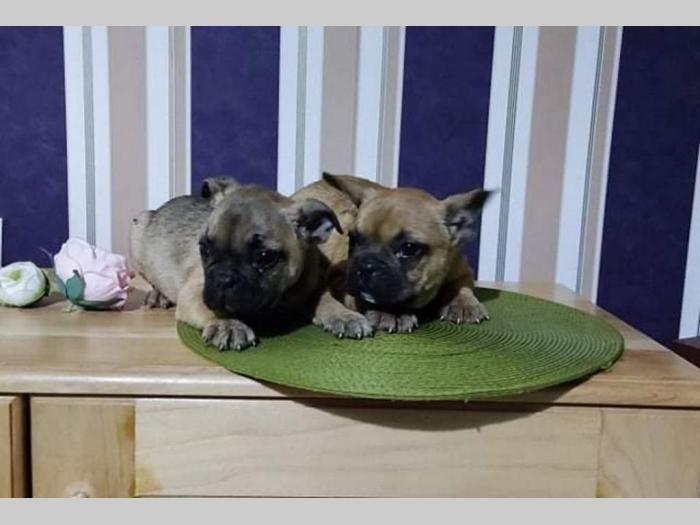 francuski buldog štenci besplatni mali oglasi