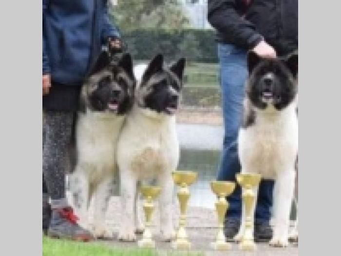 pasion za pse čukarica besplatni mali oglasi