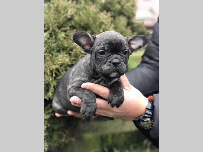 francuski buldog štenci besplatni mali oglasi