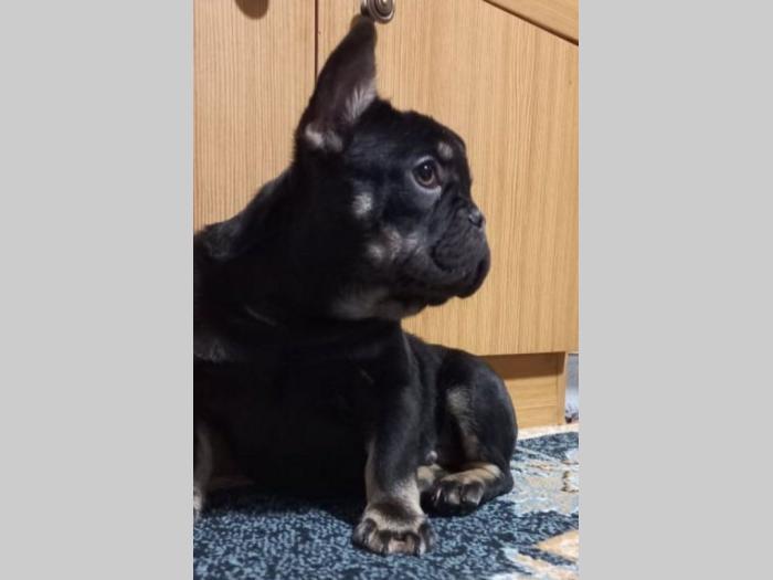 francuski buldog besplatni mali oglasi
