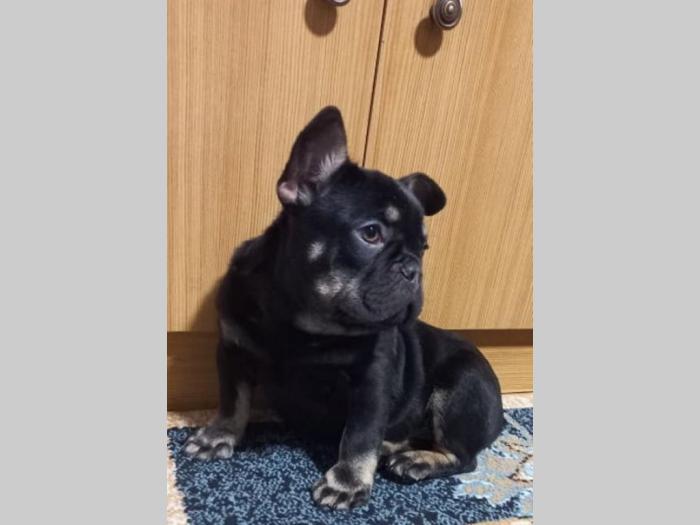 francuski buldog besplatni mali oglasi