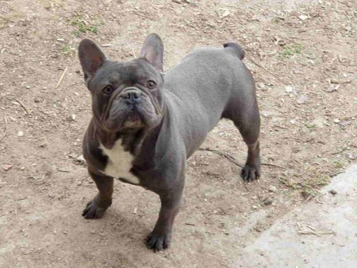 francuski buldog besplatni mali oglasi