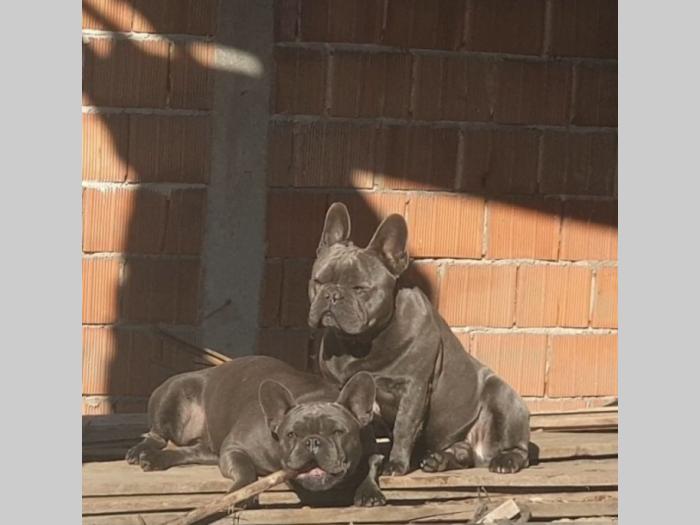plavi francuski buldog parenje besplatni mali oglasi