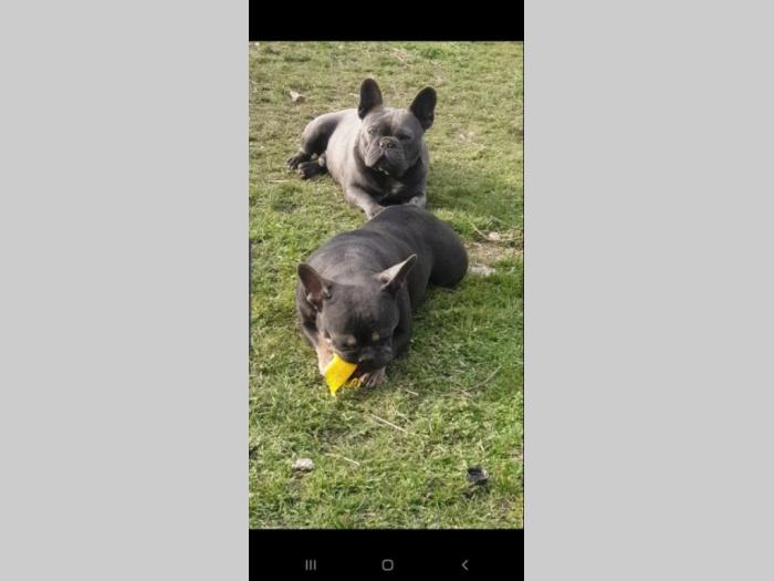 plavi francuski buldog parenje besplatni mali oglasi