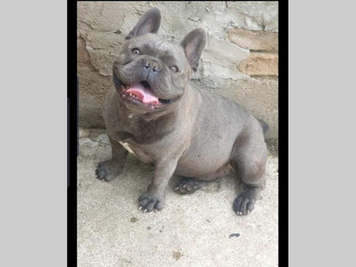 plavi francuski buldog parenje besplatni mali oglasi
