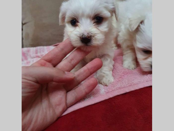 maltezer mini štenci besplatni mali oglasi
