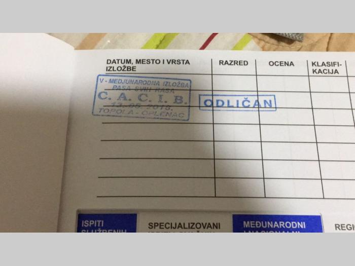 crni nemački ovčar besplatni mali oglasi