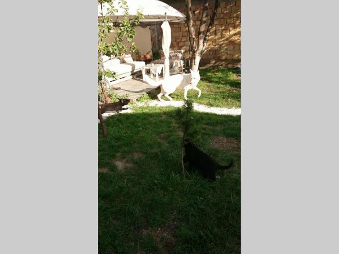 crni nemački ovčar besplatni mali oglasi