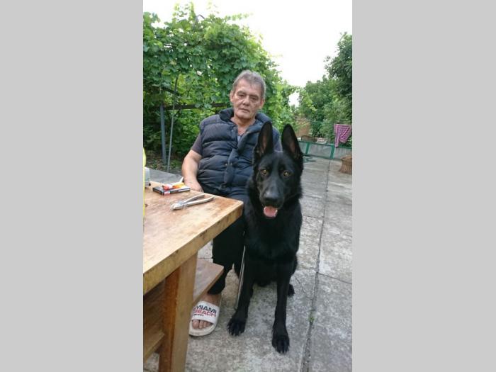 crni nemački ovčar besplatni mali oglasi