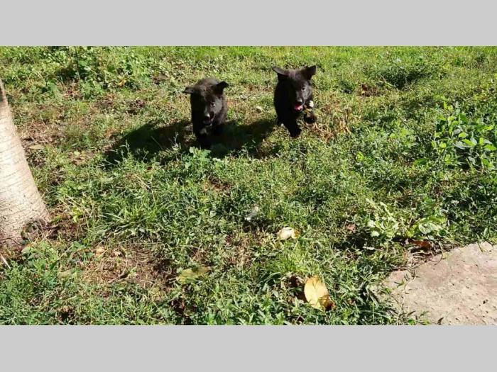 crni nemački ovčar besplatni mali oglasi