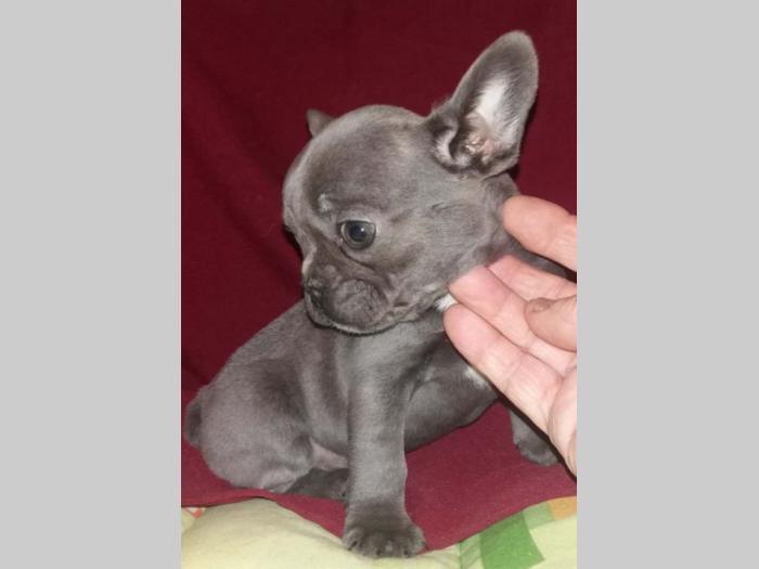 francuski buldog štenci besplatni mali oglasi
