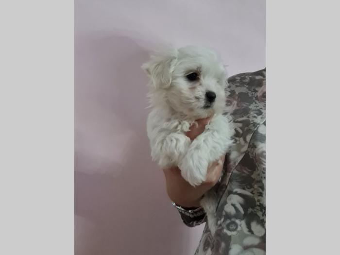 štenci mini maltezera malenog rasta besplatni mali oglasi
