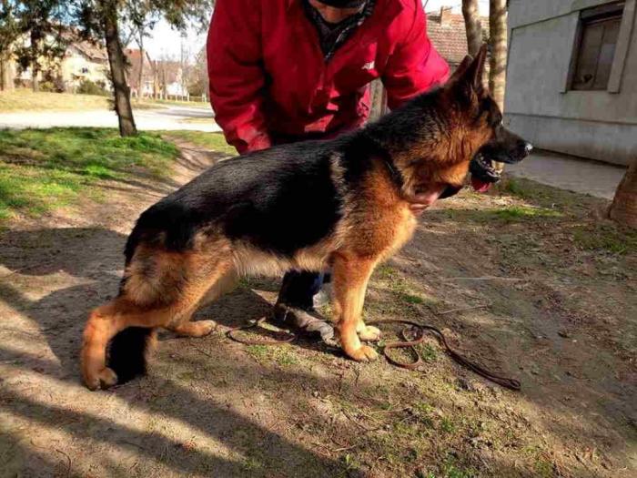 nemaćki ovčar 4 kvalitetna štenad besplatni mali oglasi