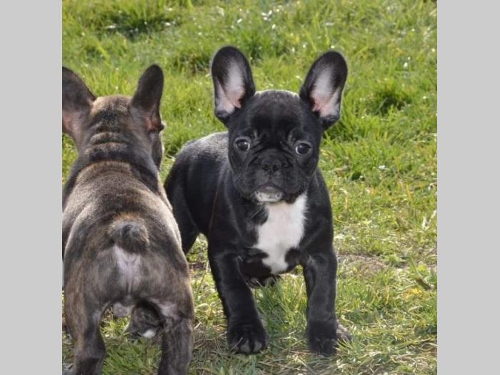 francuski buldog besplatni mali oglasi