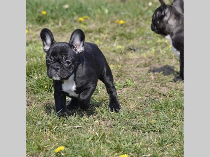 francuski buldog besplatni mali oglasi