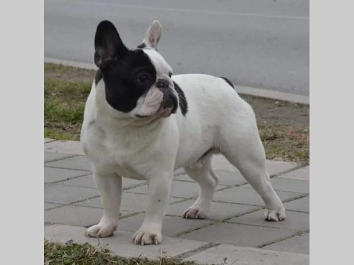 francuski buldog besplatni mali oglasi