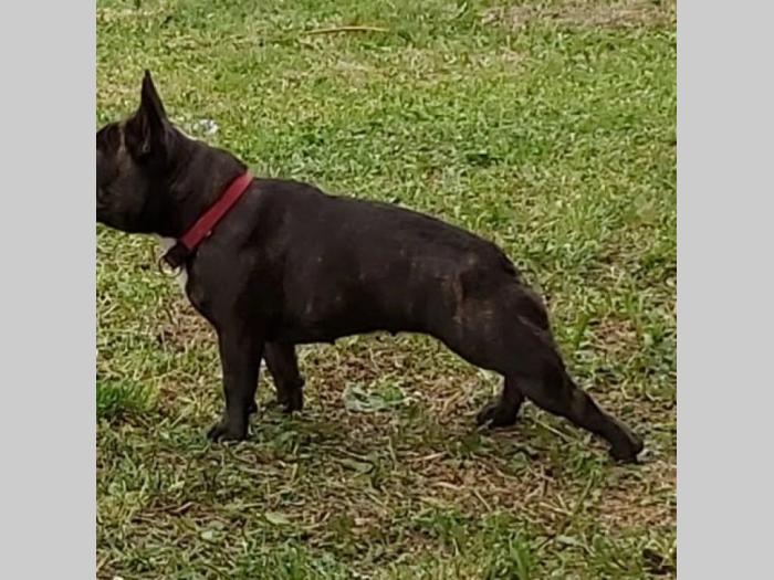 francuski buldog besplatni mali oglasi