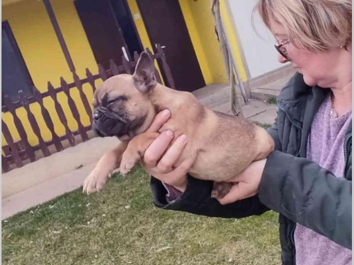 francuski buldog štenci besplatni mali oglasi