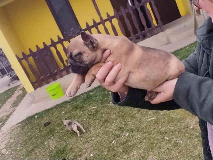 francuski buldog štenci besplatni mali oglasi
