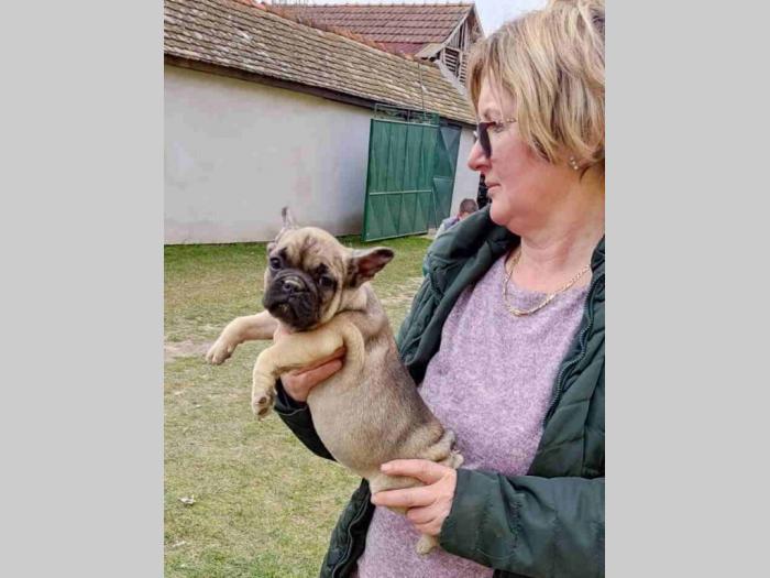 francuski buldog štenci besplatni mali oglasi
