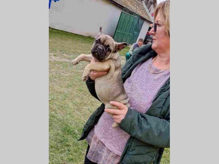 francuski buldog štenci besplatni mali oglasi