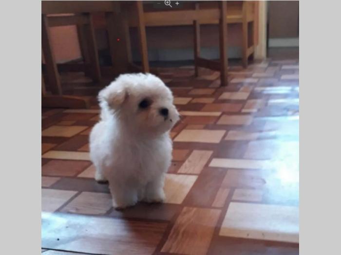 mini maltezer štenci besplatni mali oglasi