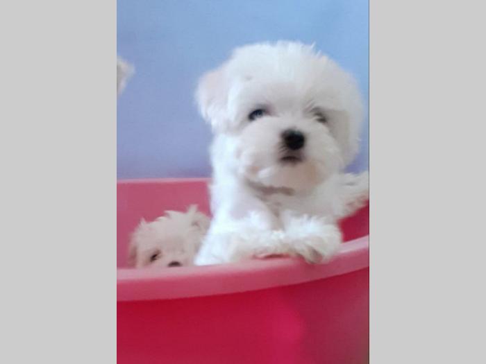 mini maltezer štenci besplatni mali oglasi
