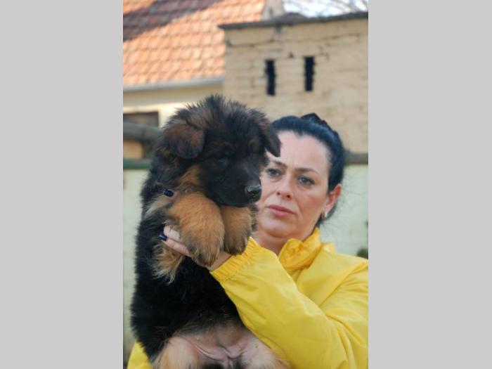 nemački ovčar besplatni mali oglasi