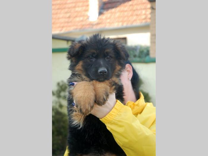 nemački ovčar besplatni mali oglasi