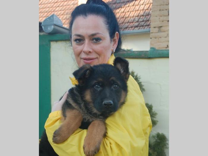 nemački ovčar besplatni mali oglasi
