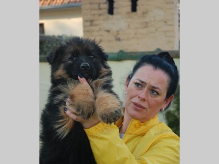 nemački ovčar besplatni mali oglasi
