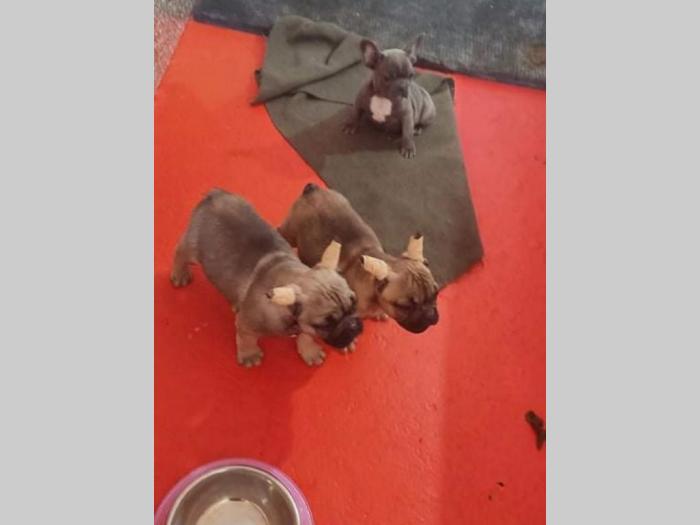 francuski buldog štenci besplatni mali oglasi