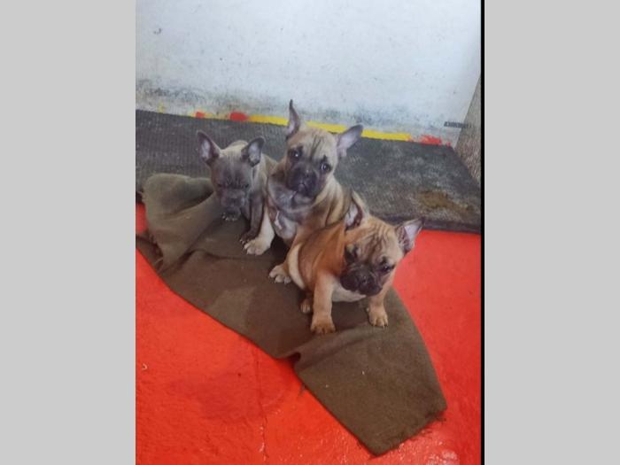 francuski buldog štenci besplatni mali oglasi