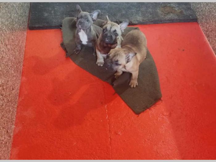 francuski buldog štenci besplatni mali oglasi
