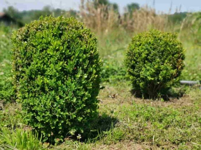 rasadnik ravna gora mionici besplatni mali oglasi