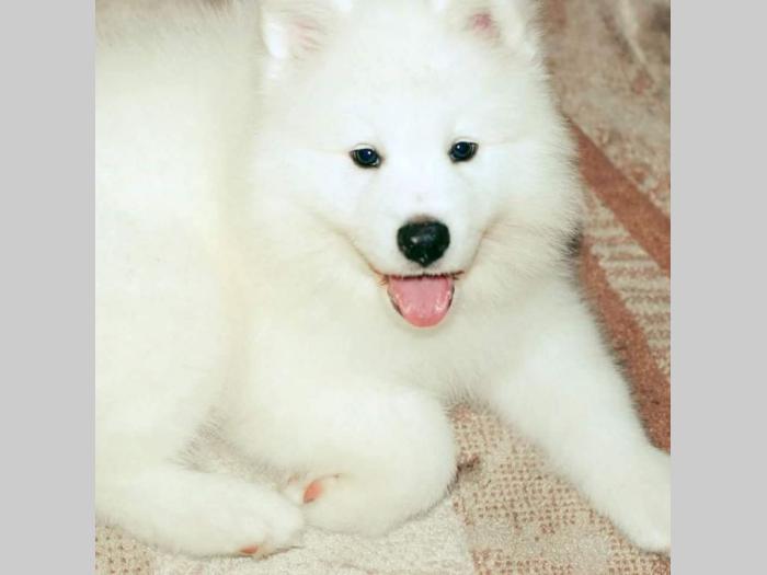sibirski samojed štenci besplatni mali oglasi